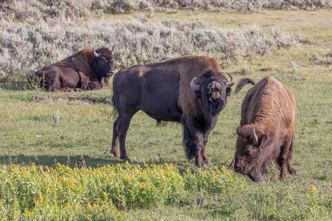 A male bison sniffs the air and exhibits the flehmen response, sensing whether the female is ready to mate