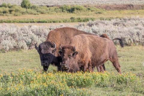 A bull and cow bison are pictured together while foraging and grazing in the grasslands of Montana in the summer 