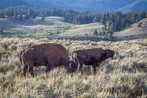 A cow bison sniffing the air is closely followed by the dominant bull in the summer in Yellowstone national Park in Montana during the summer