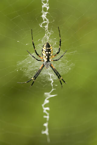 America, Arachnids, Araneae, Araneidae, Argiope aurantia, Black, Black-and-yellow Argiope, Brown, Carolina, Color, Colors, Grand...