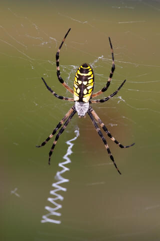 America, Arachnids, Araneae, Araneidae, Argiope aurantia, Black, Black-and-yellow Argiope, Brown, Carolina, Color, Colors, Grand...
