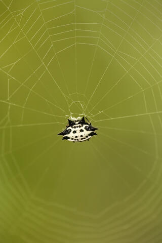 closeup of a Spiny-backed orb weaver spider or crablike orb weaver,  spiny orb weaver with a white carapace seen on its web