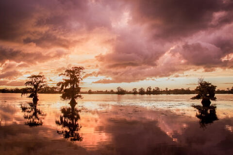 Three Cypress Trees are seen at sunset with calm water reflecting a fiery sunset with interesting clouds. 