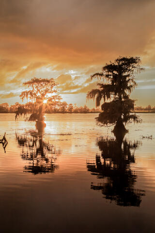 Bald Cypress trees are seen near sunset along a blackwater river in South Carolina. 