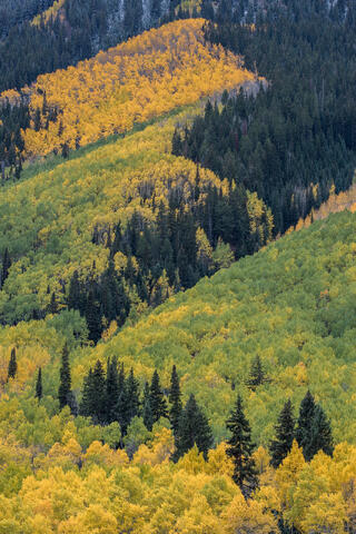 Colorado, CO, United States, US, USA, Fall, Color, Fall Color, Autumn, Autumn Color, Aspens, aspen, tree, trees, America,  mountain...