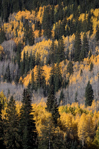 Colorado, CO, United States, US, USA, Fall, Color, Fall Color, Autumn, Autumn Color, Aspens, aspen, tree, trees, America,  mountain...