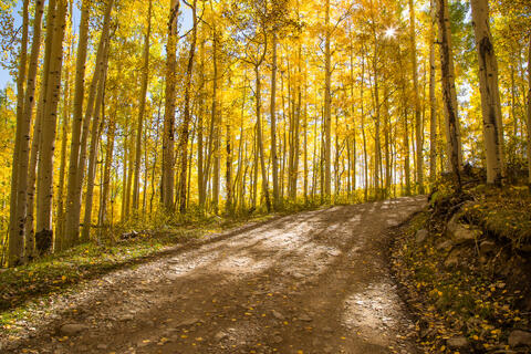 Colorado, CO, United States, US, USA, Fall, Color, Fall Color, Autumn, Autumn Color, Aspens, aspen, tree, trees, America,  mountain...