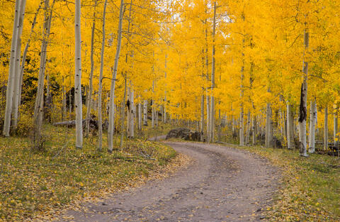 Colorado, CO, United States, US, USA, Fall, Color, Fall Color, Autumn, Autumn Color, Aspens, aspen, tree, trees, America,  mountain...