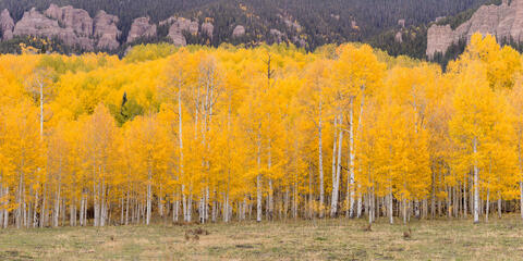 Colorado, CO, United States, US, USA, Fall, Color, Fall Color, Autumn, Autumn Color, Aspens, aspen, tree, trees, America,  mountain...