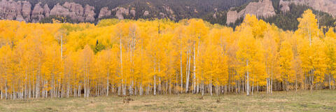 Colorado, CO, United States, US, USA, Fall, Color, Fall Color, Autumn, Autumn Color, Aspens, aspen, tree, trees, America,  mountain...