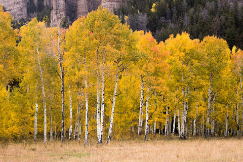 Colorado, CO, United States, US, USA, Fall, Color, Fall Color, Autumn, Autumn Color, Aspens, aspen, tree, trees, America,  mountain...