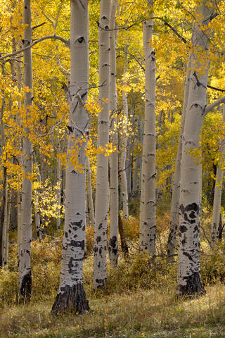 Aspen Trees in the Fall