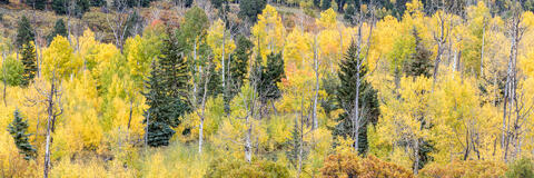 Colorado, CO, United States, US, USA, Fall, Color, Fall Color, Autumn, Autumn Color, Aspens, aspen, tree, trees, America,  mountain...