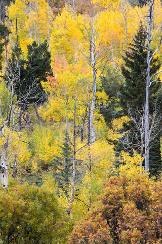 Colorado, CO, United States, US, USA, Fall, Color, Fall Color, Autumn, Autumn Color, Aspens, aspen, tree, trees, America,  mountain...
