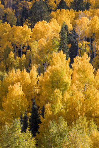 Colorado, CO, United States, US, USA, Fall, Color, Fall Color, Autumn, Autumn Color, Aspens, aspen, tree, trees, America,  mountain...