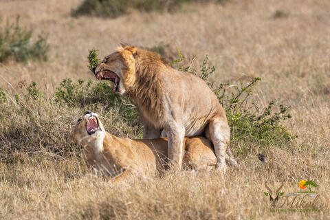 Mating Lions