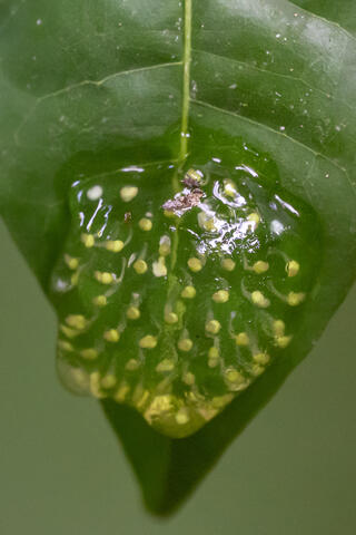 A clutch of dusty glass frog eggs is seen hanging from the upper surface of a leaf in Costa Rica, Central America.