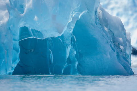 A deep blue color is seen in the dense floating ice from a calving tidewater glacier in the Prince William Sound, Alaska