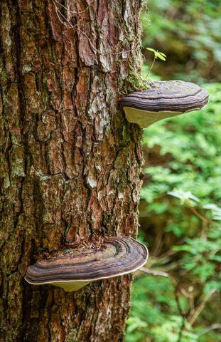 a pair of Shelf fungi growing on a tree in Alaska, usa