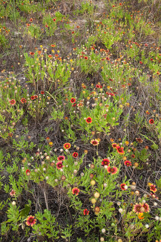 Gaillardia, also known as Indian Blanket or Firewheel, flowers on the dunes in the Summer in South Carolina. 