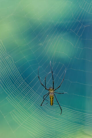 A Golden Orb Weaver Spider is pictured weaving its web