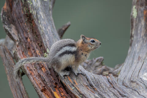 A Golden-mantled ground squirrel in Glacier National Park in Montana, USA
