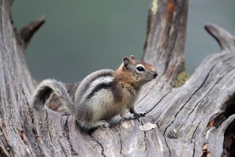 A Golden-mantled ground squirrel in Glacier National Park in Montana, USA
