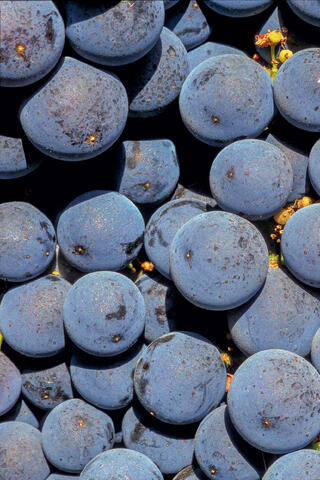 Grapes to make red wine hang on the vine ready for harvest in Sonoma County, California, USA