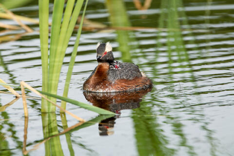 A horned grebe chick rides on the back of its parent during the breeding season in summer in alaska. 