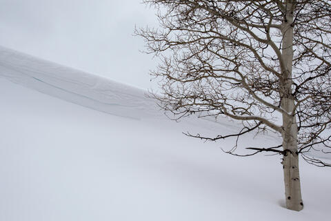 Winter Aspen and Snow Drift