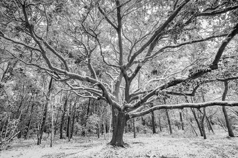 Live Oak with Snow