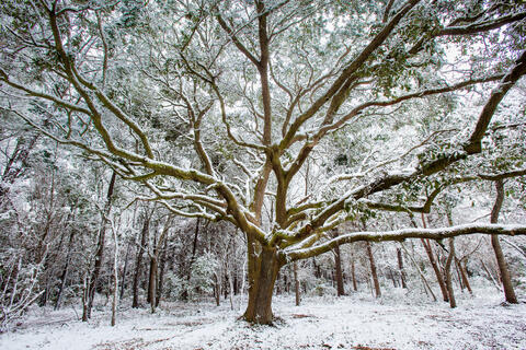 America, Atalaya, Black, Calm, Cold, Color, Colors, Flora, Foliage, Frozen, Grand Strand, HBSP, Huntington Beach State Park...