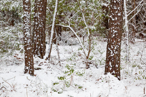 Trees are seen draped in a fleeting snow after a relatively heavy snowfall in the low country in South Carolina. 