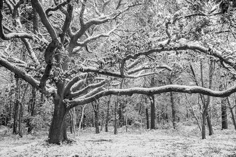 America, Atalaya, Black, Calm, Cold, Color, Colors, Flora, Foliage, Frozen, Grand Strand, HBSP, Huntington Beach State Park...