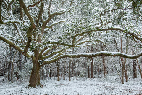 A live oak tree is seen wrapped in a fleeting snow after a relatively heavy snowfall in the low country in South Carolina. 