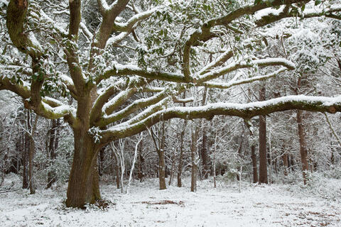 America, Atalaya, Black, Calm, Cold, Color, Colors, Flora, Foliage, Frozen, Grand Strand, HBSP, Huntington Beach State Park...