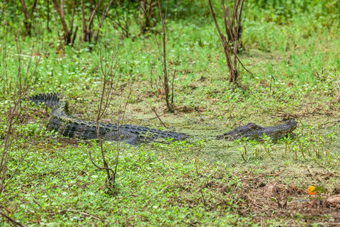 American alligator basking in the sun in a swamp surrounded by green foliage 