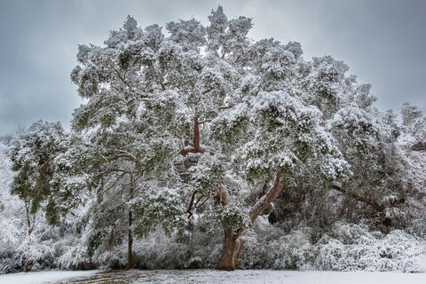 A live oak tree is seen wrapped in a fleeting snow after a relatively heavy snowfall in the low country in South Carolina. 