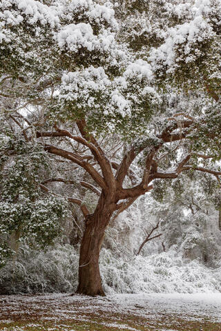 A live oak tree is seen wrapped in a fleeting snow after a relatively heavy snowfall in the low country in South Carolina. 