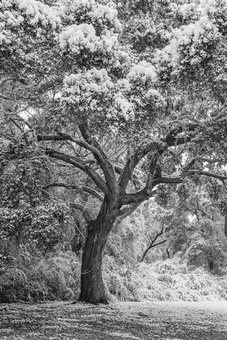 America, Atalaya, Black, Calm, Cold, Color, Colors, Flora, Foliage, Frozen, Grand Strand, HBSP, Huntington Beach State Park...