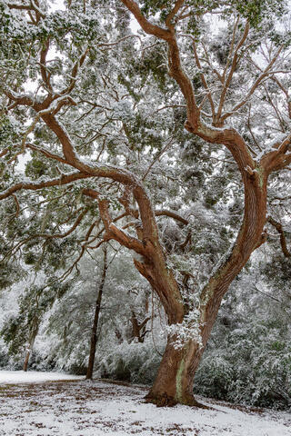 Live Oak after Snowfall