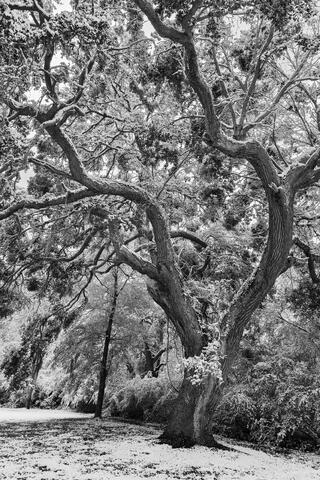 America, Atalaya, Black, Calm, Cold, Color, Colors, Flora, Foliage, Frozen, Grand Strand, HBSP, Huntington Beach State Park...