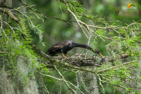 Male Anhinga nest building in a tree in south carolina during the spring. 