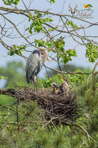 Great Blue Heron parent with yound fledglings in the nest  high up in a tree. 