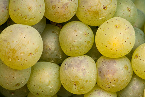 White Wine Grapes