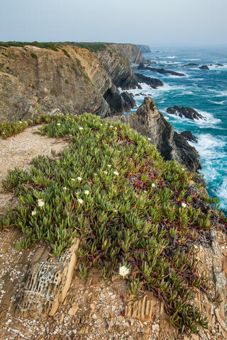 The cliffs at cabo sardao, portugal are seen with tthe rough atlantic ocean encroacing during the spring as the hottento-fig flowers bloom. 