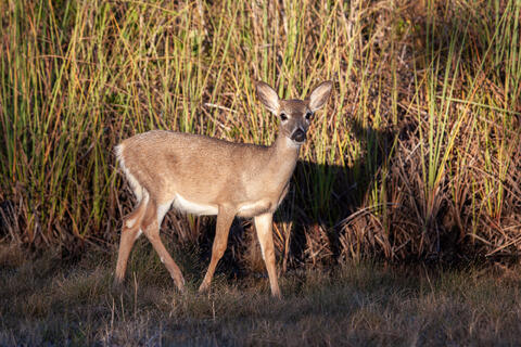 Am endangered key deer doe pauses on big pine key near sunset in Florida, usa. 