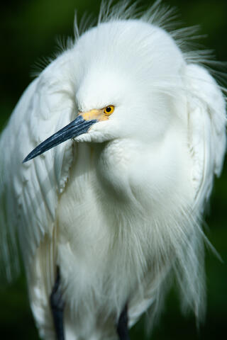 A snowy egret perched on abranch puts on a courtship display dance while fully decked out in its courtship plumage. 