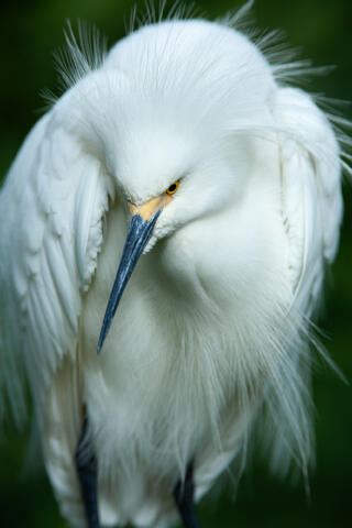 Ardeidae, Behavior, Display, Displaying, Egretta rufescens, Egretta thula, Herons and Egrets, Snowy, Snowy Egret, Wildlife, animals...