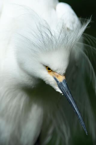Ardeidae, Behavior, Display, Displaying, Egretta rufescens, Egretta thula, Herons and Egrets, Snowy, Snowy Egret, Wildlife, animals...